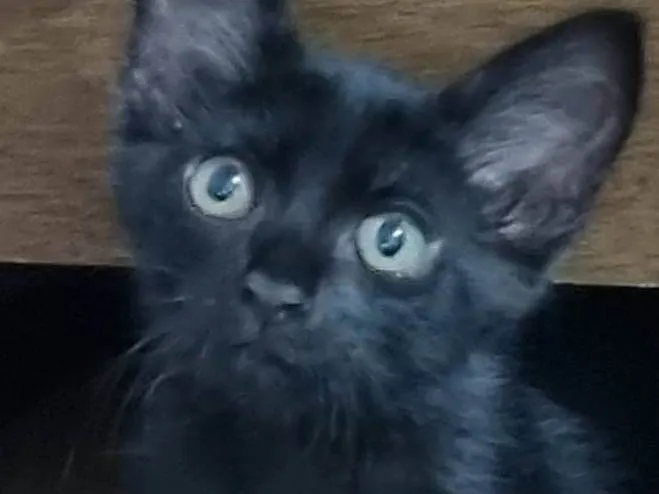 Gato ra a SRD-ViraLata idade 2 a 6 meses nome Princesa de Ébano