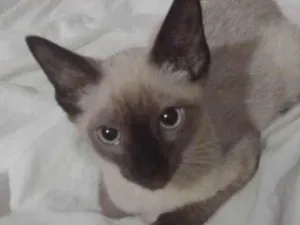 Gato raça SRD-ViraLata idade 2 a 6 meses nome Fred/
