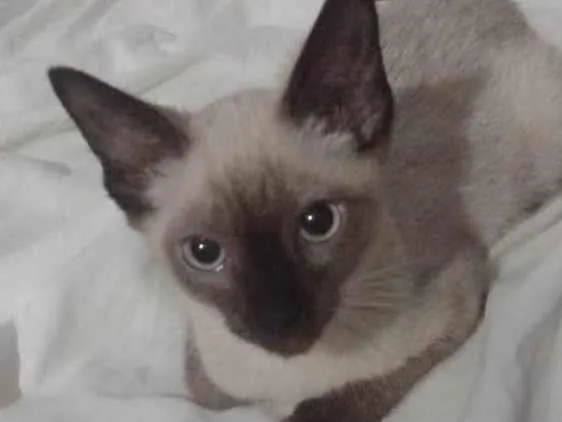Gato ra a SRD-ViraLata idade 2 a 6 meses nome Fred/