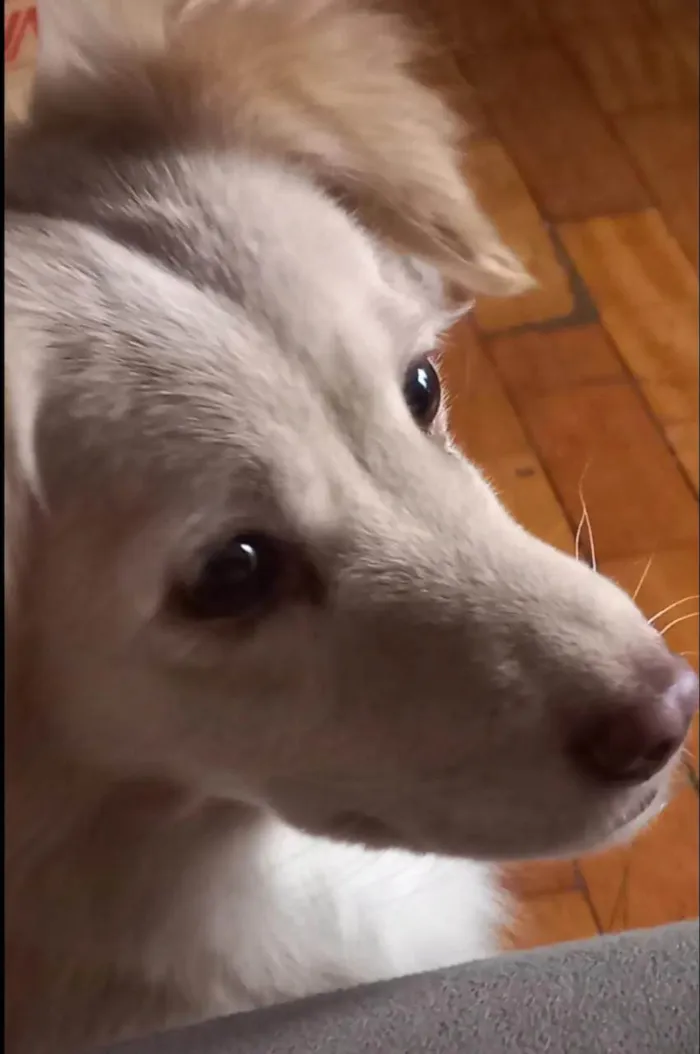 Cachorro ra a SRD-ViraLata idade 4 anos nome Loli