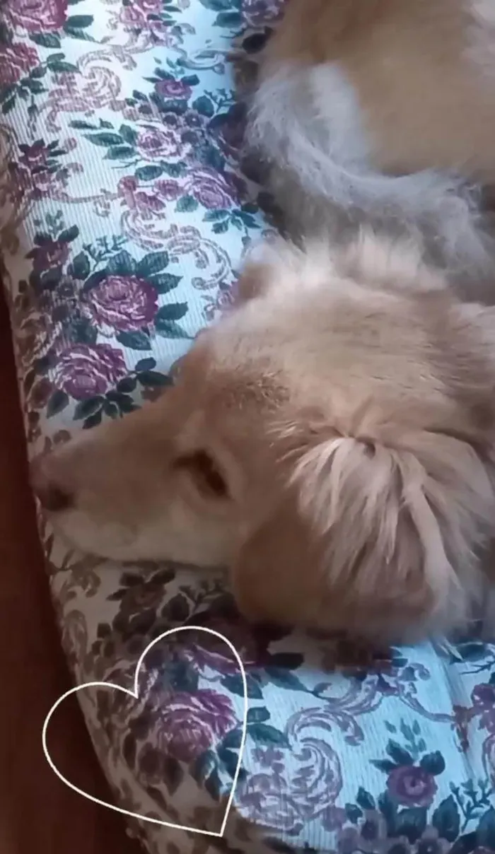 Cachorro ra a SRD-ViraLata idade 4 anos nome Loli