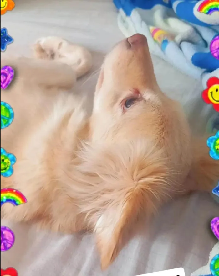 Cachorro ra a SRD-ViraLata idade 4 anos nome Loli