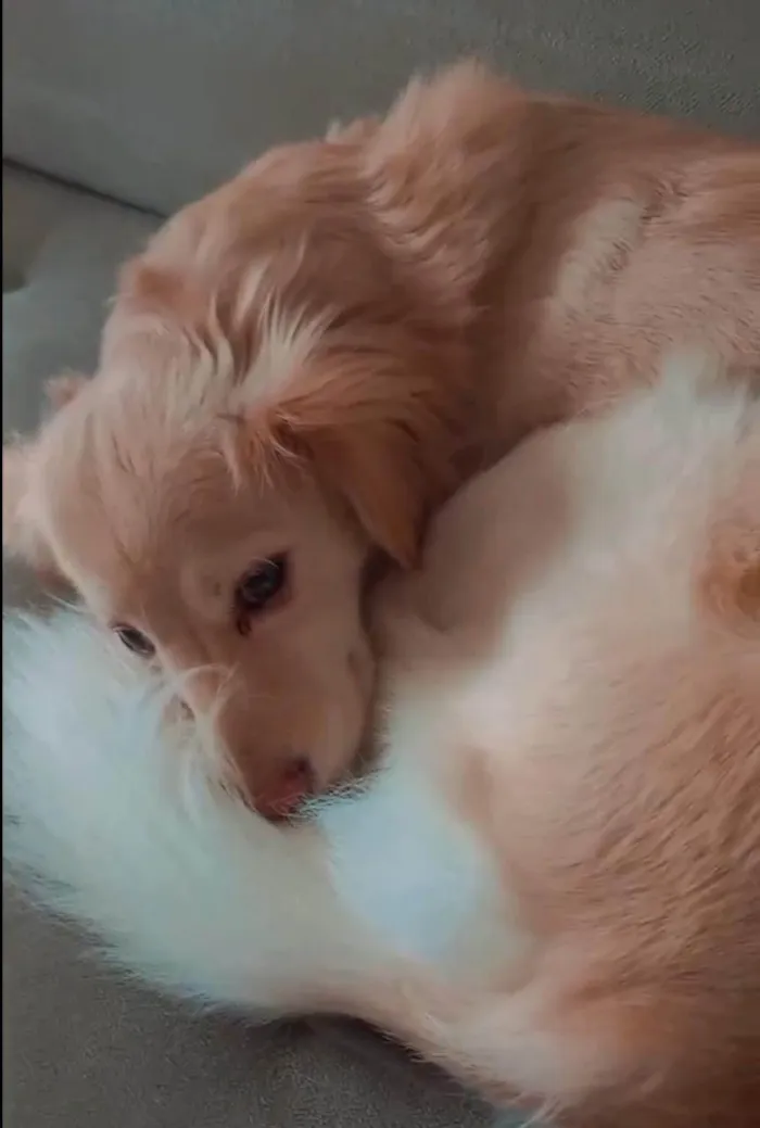 Cachorro ra a SRD-ViraLata idade 4 anos nome Loli