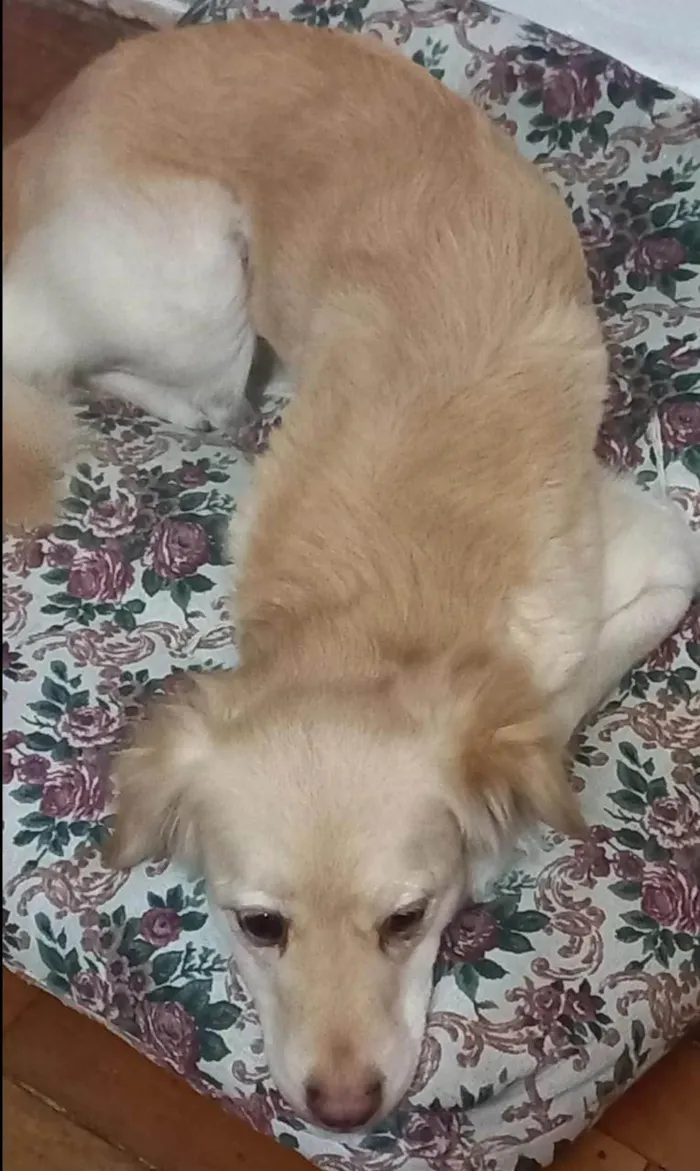 Cachorro ra a SRD-ViraLata idade 4 anos nome Loli