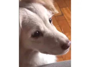 Cachorro raça SRD-ViraLata idade 4 anos nome Loli