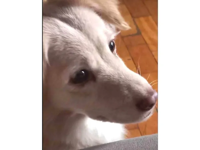 Cachorro ra a SRD-ViraLata idade 4 anos nome Loli