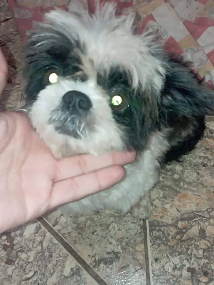 Cachorro ra a shih tzu idade 2 anos nome Não sei