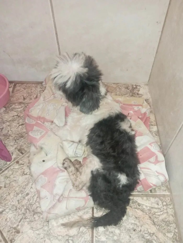 Cachorro ra a shih tzu idade 2 anos nome Não sei