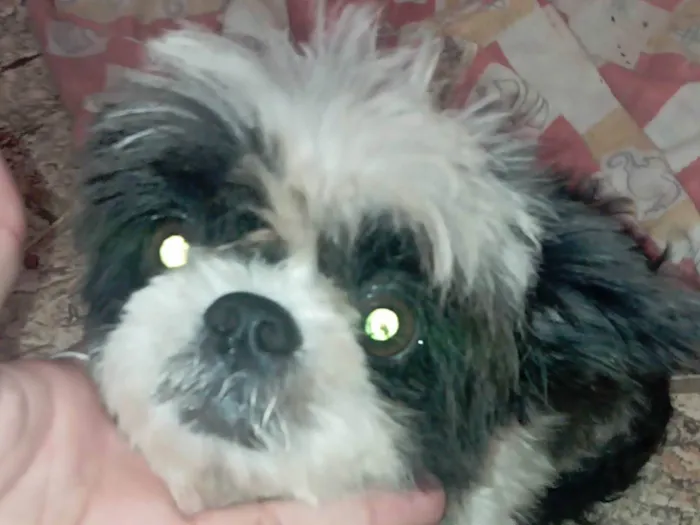 Cachorro ra a shih tzu idade 2 anos nome Não sei