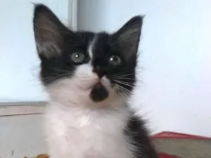 Gato raça SRD-ViraLata idade 2 a 6 meses nome Meile