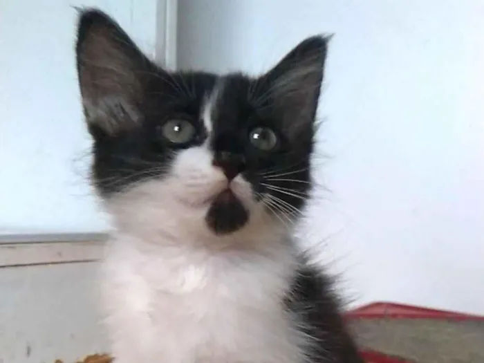 Gato ra a SRD-ViraLata idade 2 a 6 meses nome Meile