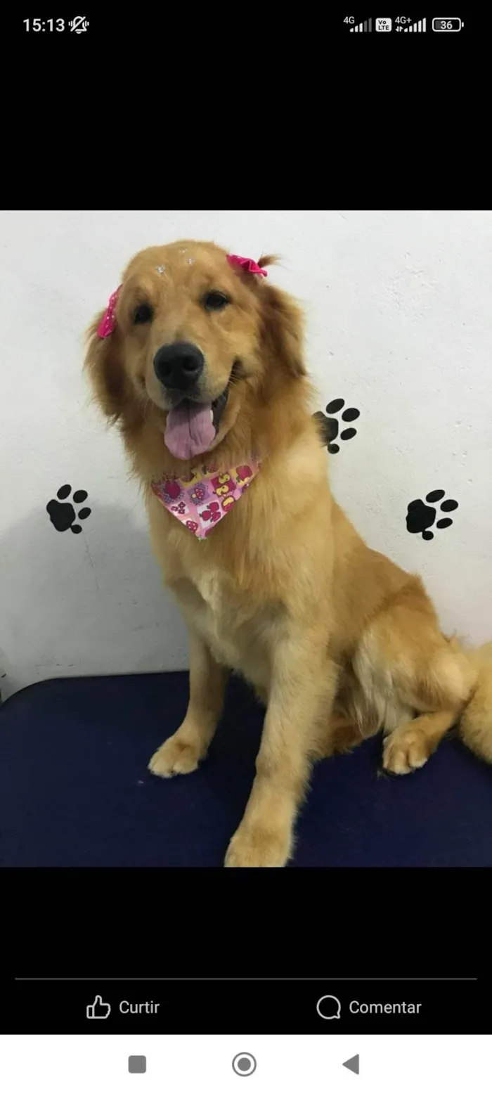 Cachorro ra a Golden Retriever  idade 6 ou mais anos nome Luna