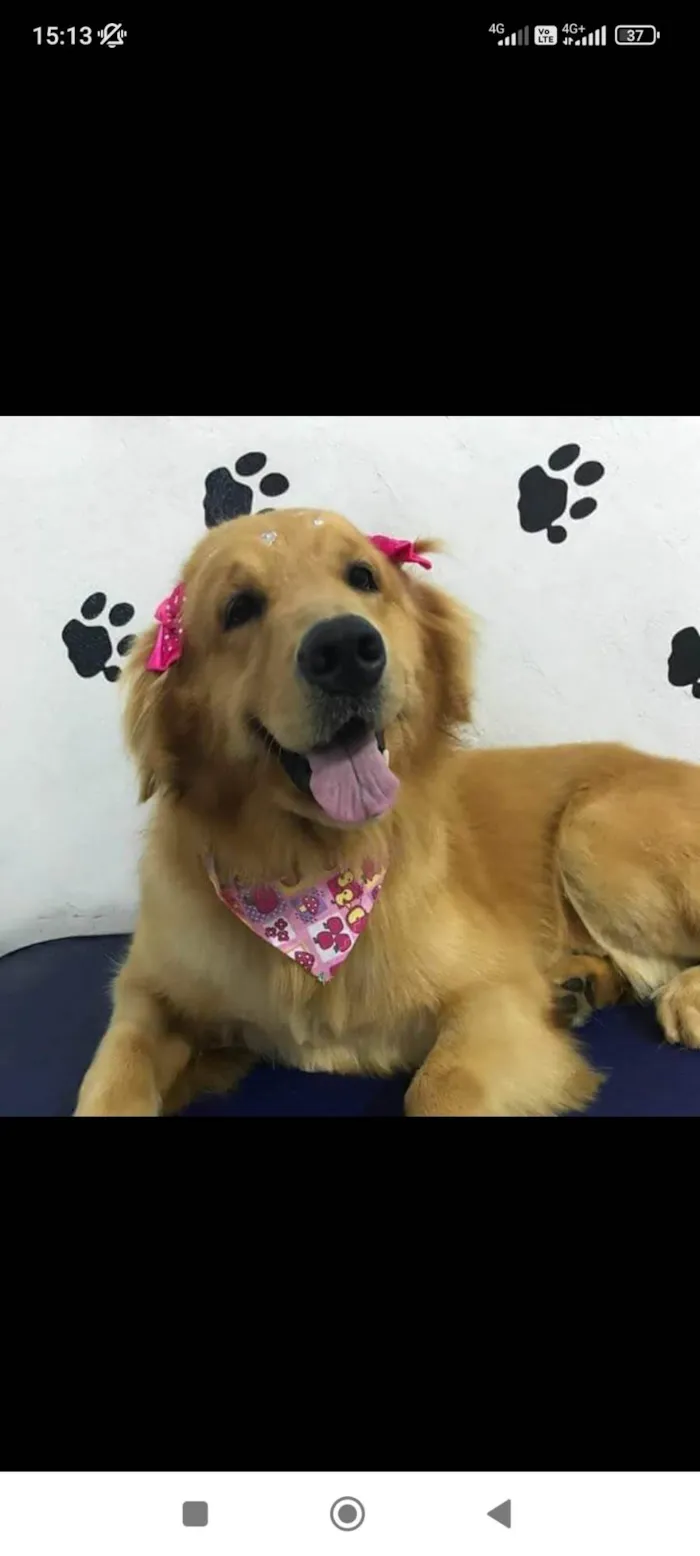 Cachorro ra a Golden Retriever  idade 6 ou mais anos nome Luna