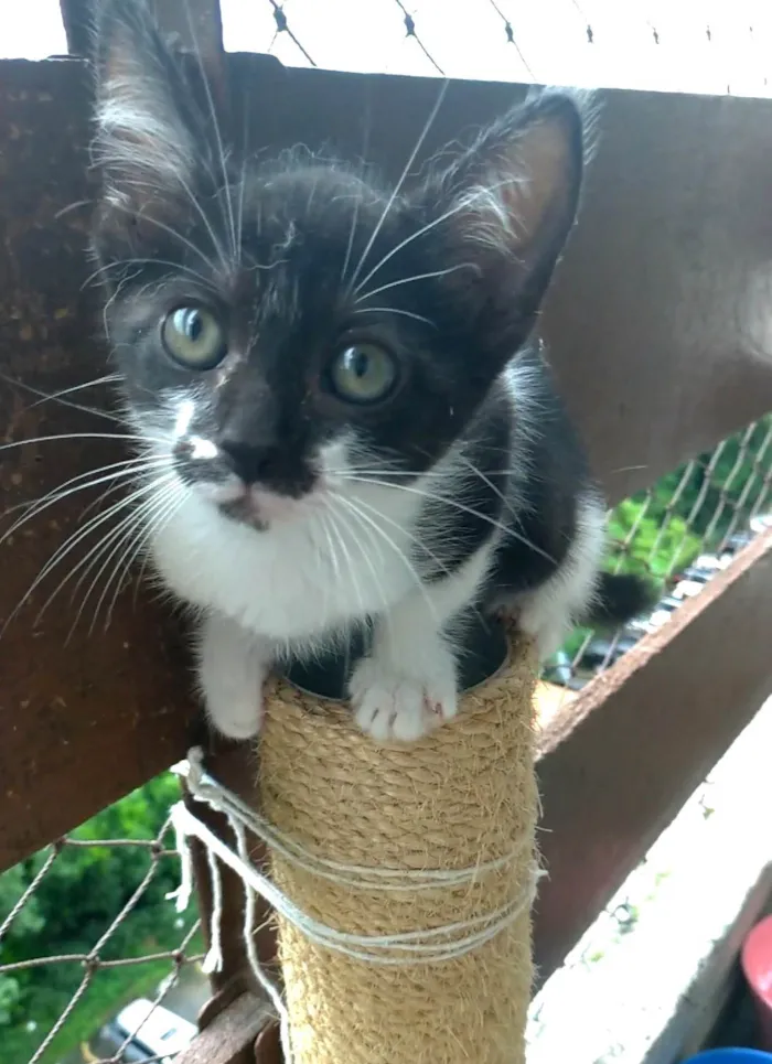 Gato ra a SRD-ViraLata idade 2 a 6 meses nome Minji