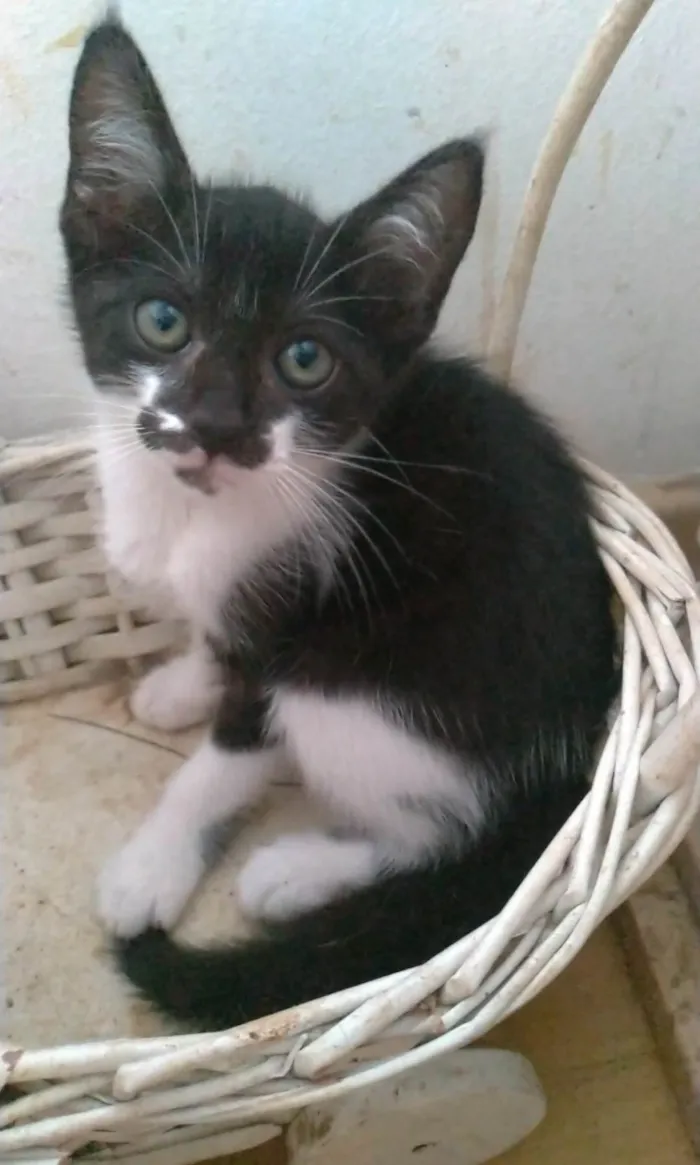 Gato ra a SRD-ViraLata idade 2 a 6 meses nome Minji