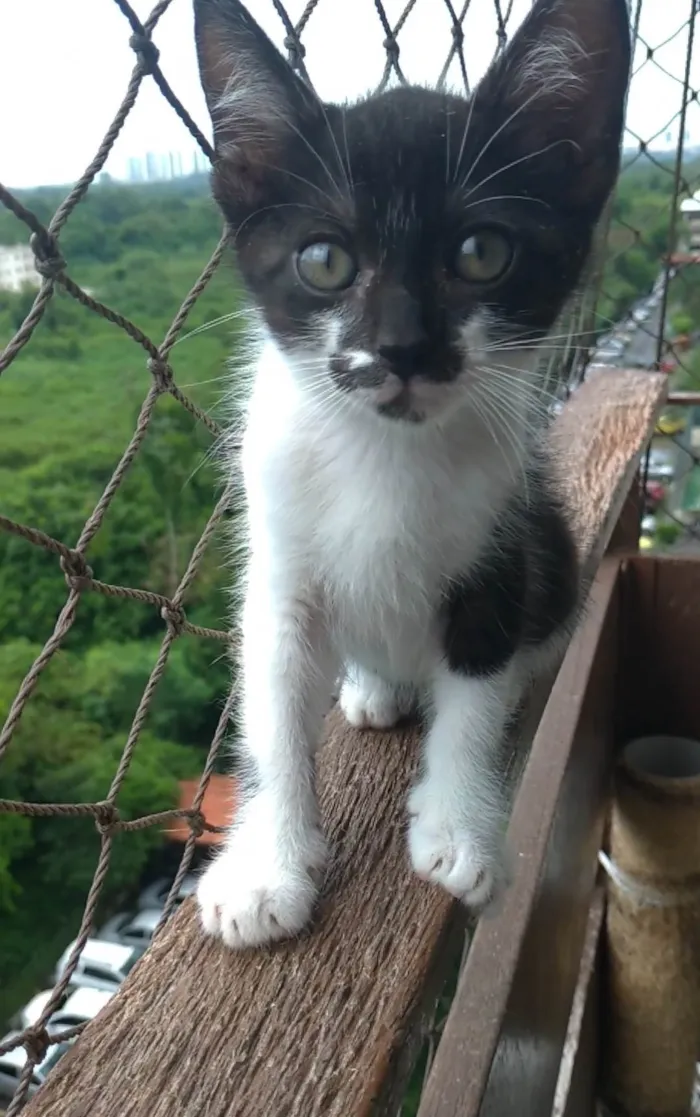 Gato ra a SRD-ViraLata idade 2 a 6 meses nome Minji