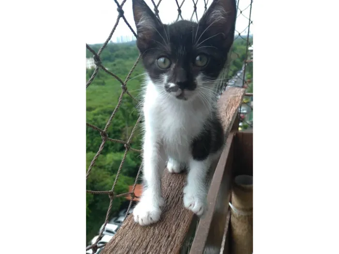 Gato ra a SRD-ViraLata idade 2 a 6 meses nome Minji