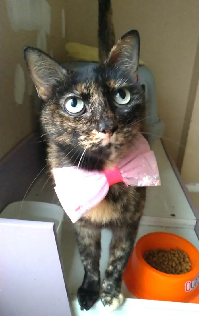 Gato ra a SRD-ViraLata idade 2 anos nome VITÓRIA