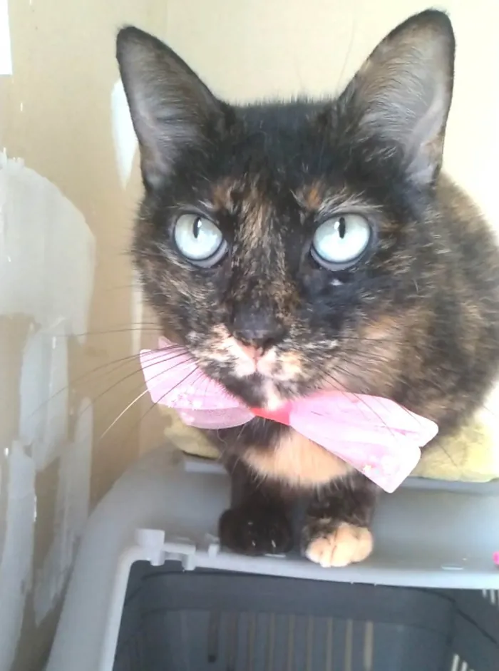 Gato ra a SRD-ViraLata idade 2 anos nome VITÓRIA