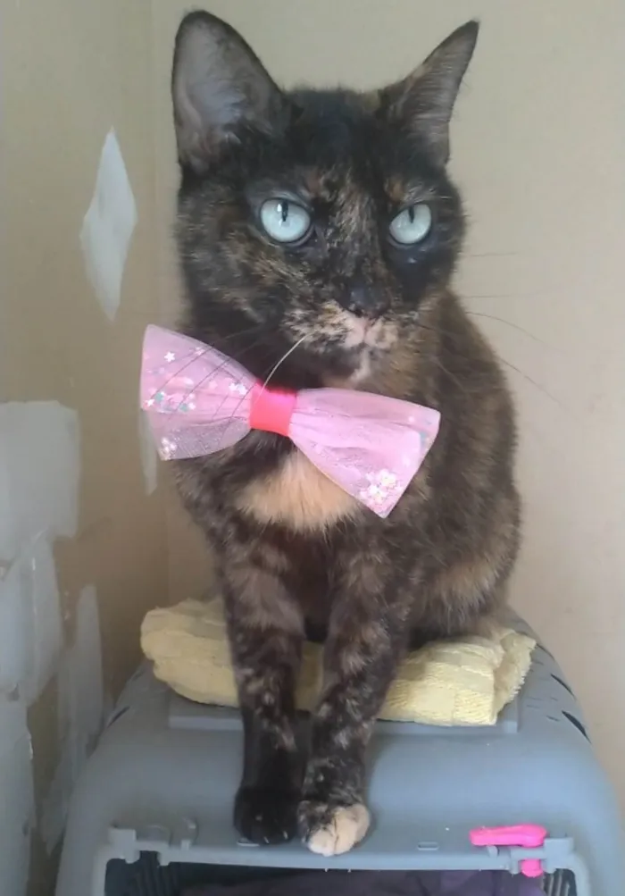Gato ra a SRD-ViraLata idade 2 anos nome VITÓRIA
