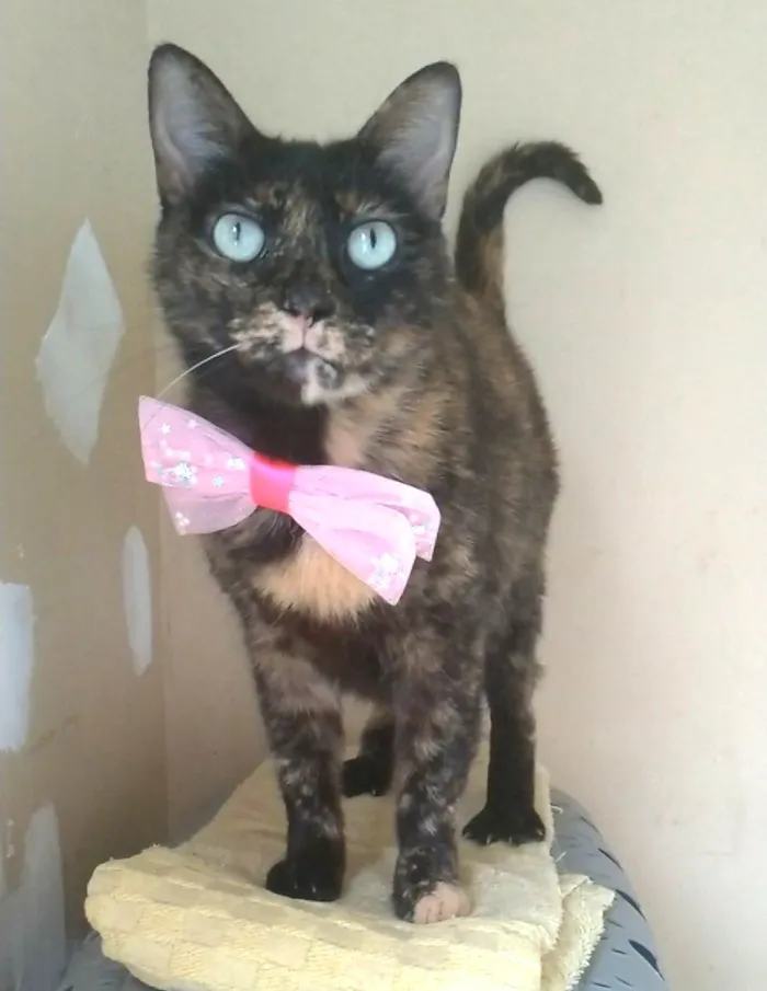 Gato ra a SRD-ViraLata idade 2 anos nome VITÓRIA