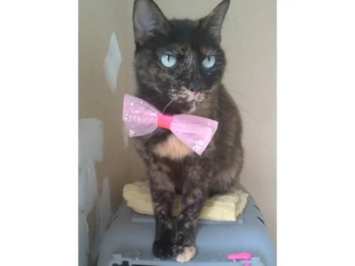 Gato ra a SRD-ViraLata idade 2 anos nome VITÓRIA