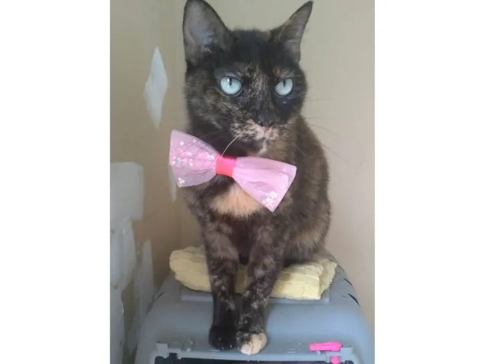 Gato ra a SRD-ViraLata idade 2 anos nome VITÓRIA