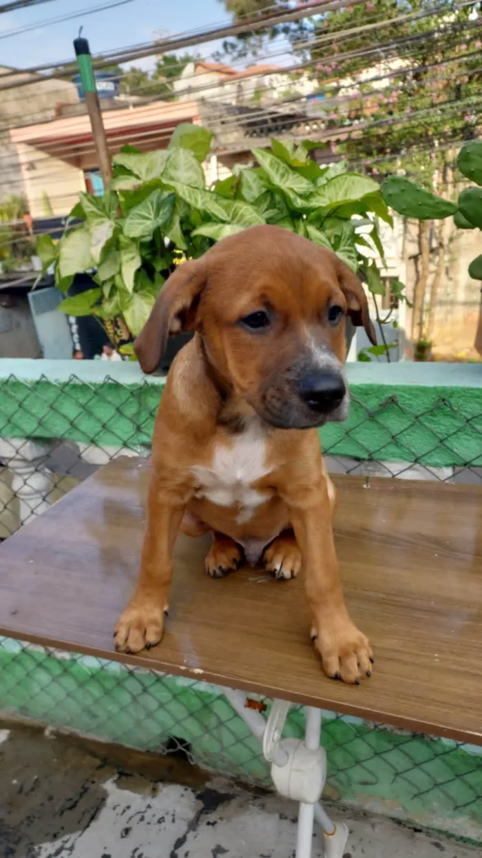 Cachorro ra a SRD-ViraLata idade 2 a 6 meses nome Pepeu
