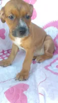 Pepeu
