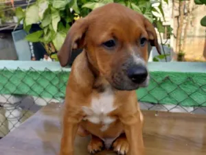 Cachorro raça SRD-ViraLata idade 2 a 6 meses nome Pepeu