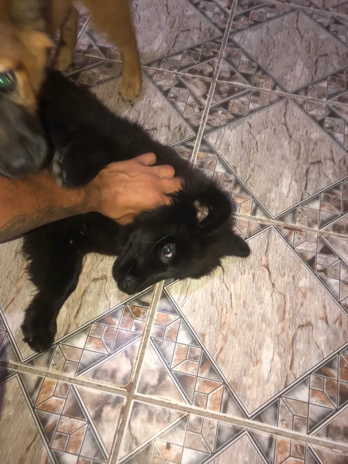 Cachorro ra a Chow Chow idade 2 a 6 meses nome Amora