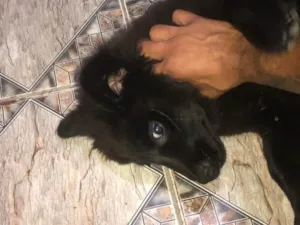 Cachorro raça Chow Chow idade 2 a 6 meses nome Amora