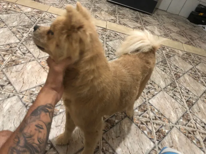 Cachorro ra a Chow Chow idade 2 anos nome Mel