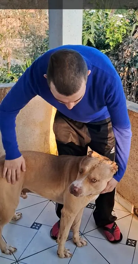 Cachorro ra a Pit-Bull idade 5 anos nome Hulk