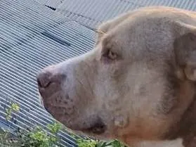 Cachorro raça Pit-Bull idade 5 anos nome Hulk