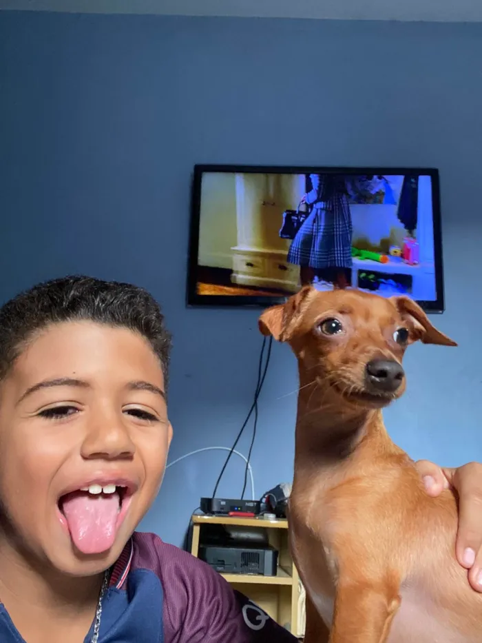 Cachorro ra a Pinscher idade 2 anos nome Theo