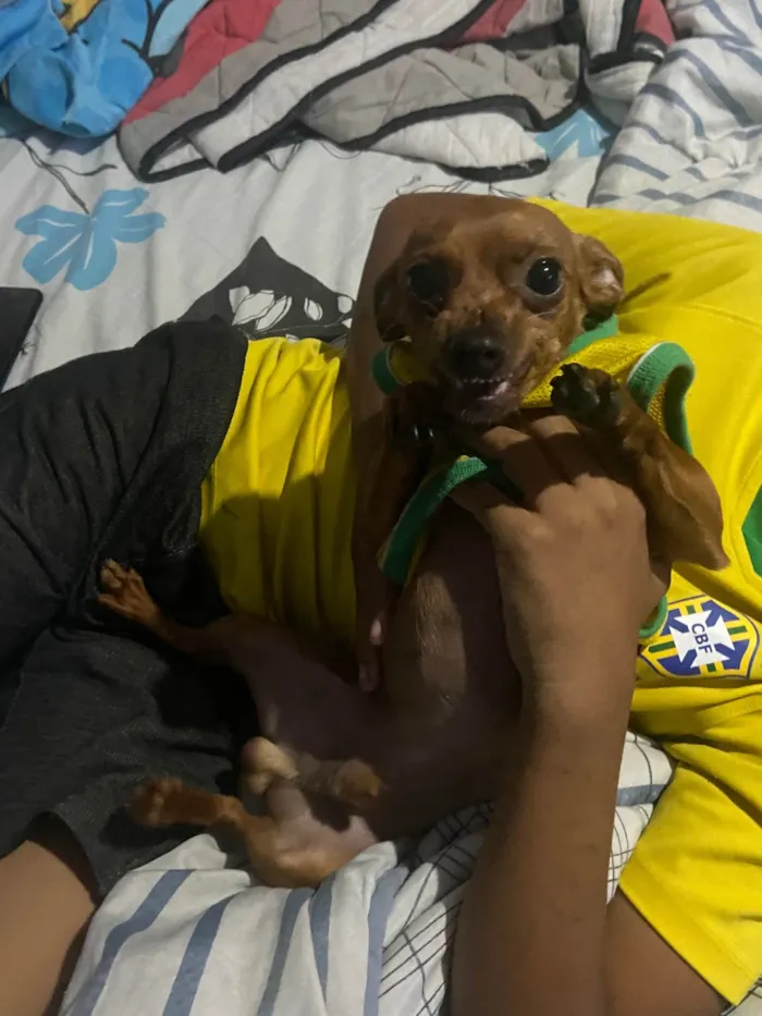 Cachorro ra a Pinscher idade 2 anos nome Theo