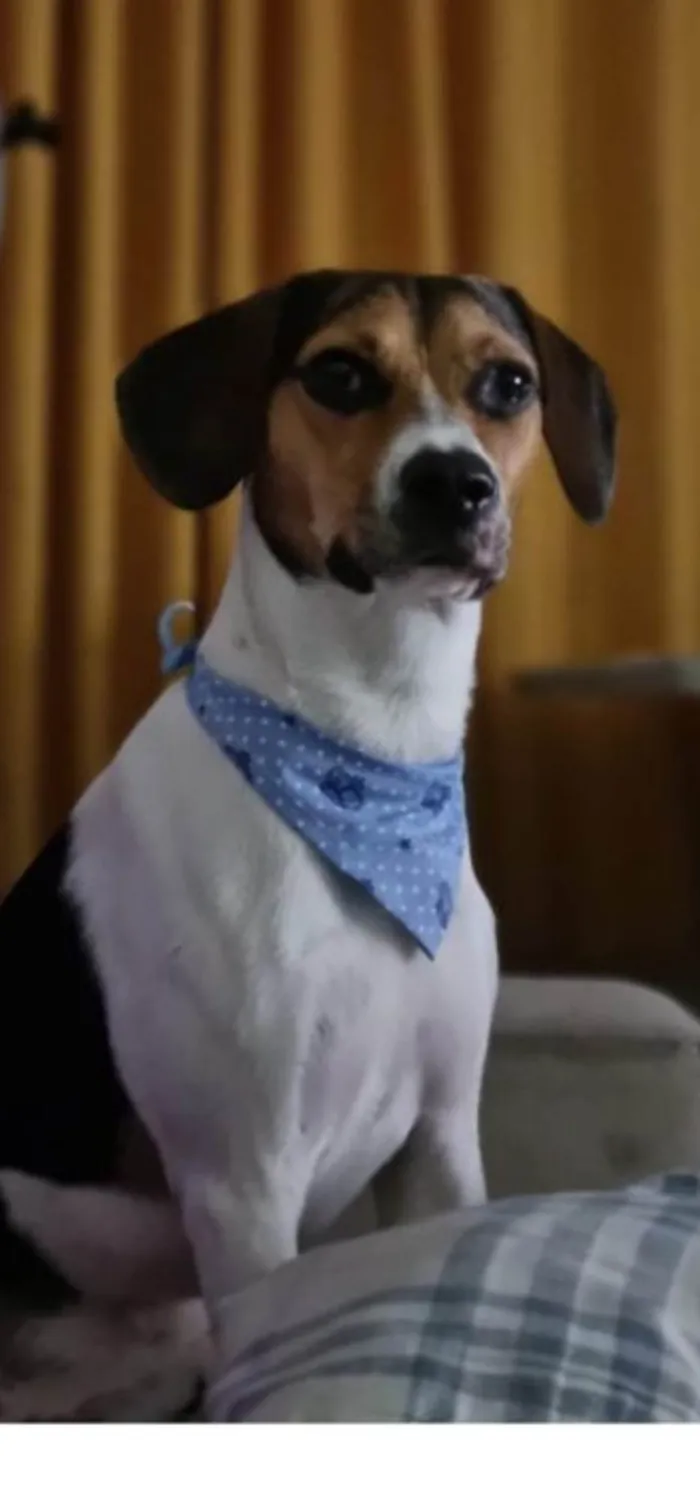 Cachorro ra a Beagle idade 2 anos nome GRATIFICA - Billy