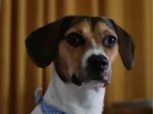 Cachorro raça Beagle idade 2 anos nome GRATIFICA - Billy