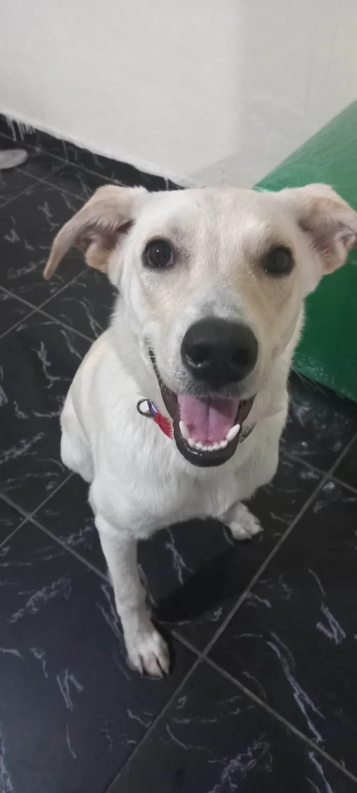 Cachorro ra a Labrador misturado com outra raça idade 7 a 11 meses nome Nick