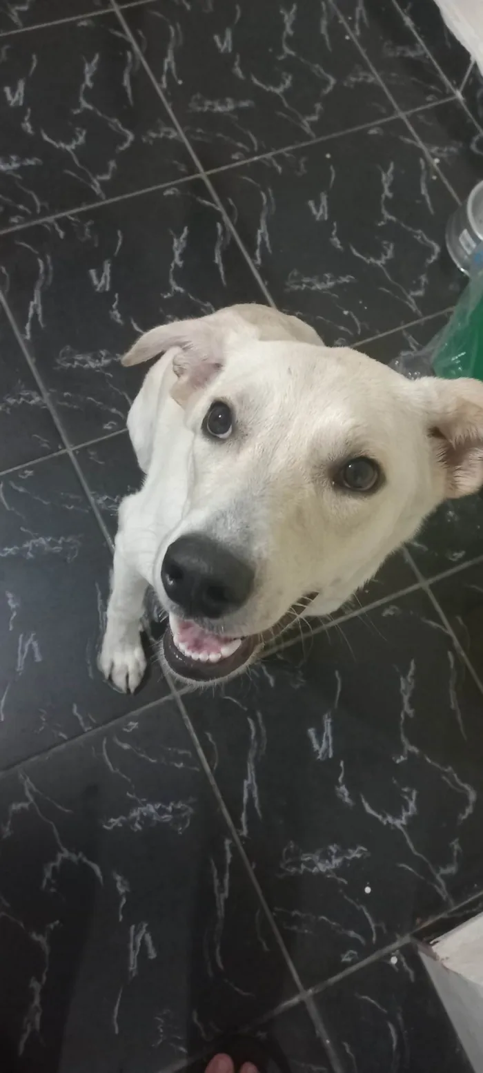 Cachorro ra a Labrador misturado com outra raça idade 7 a 11 meses nome Nick