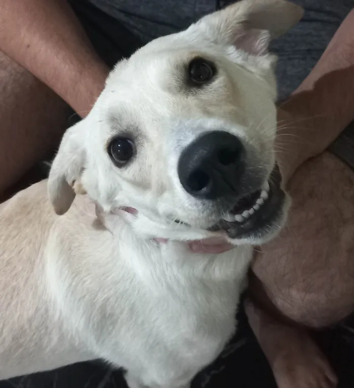 Cachorro ra a Labrador misturado com outra raça idade 7 a 11 meses nome Nick