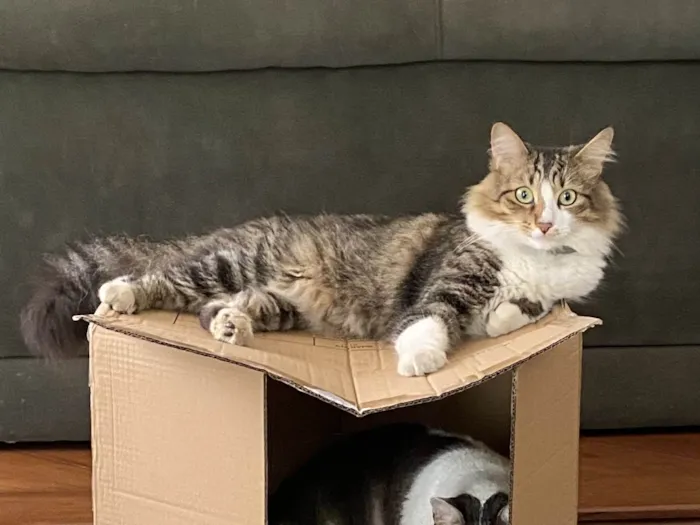 Gato ra a SRD-ViraLata idade 2 anos nome GRATIFICA - Vivi