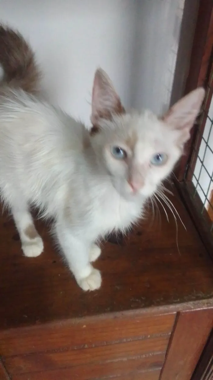 Gato ra a Srd idade 2 a 6 meses nome Lindinha