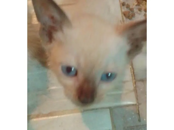 Gato ra a Srd  idade 2 a 6 meses nome ...
