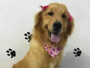 Cachorro raça Golden Retriever  idade 6 ou mais anos nome Luna