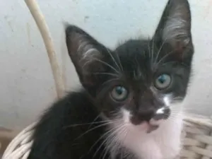 Gato raça SRD-ViraLata idade 2 a 6 meses nome Minji
