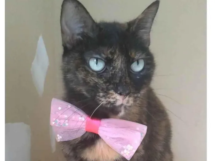 Gato ra a SRD-ViraLata idade 2 anos nome VITÓRIA