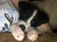 Ralph