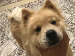 Cachorro raça Chow Chow idade 2 anos nome Mel